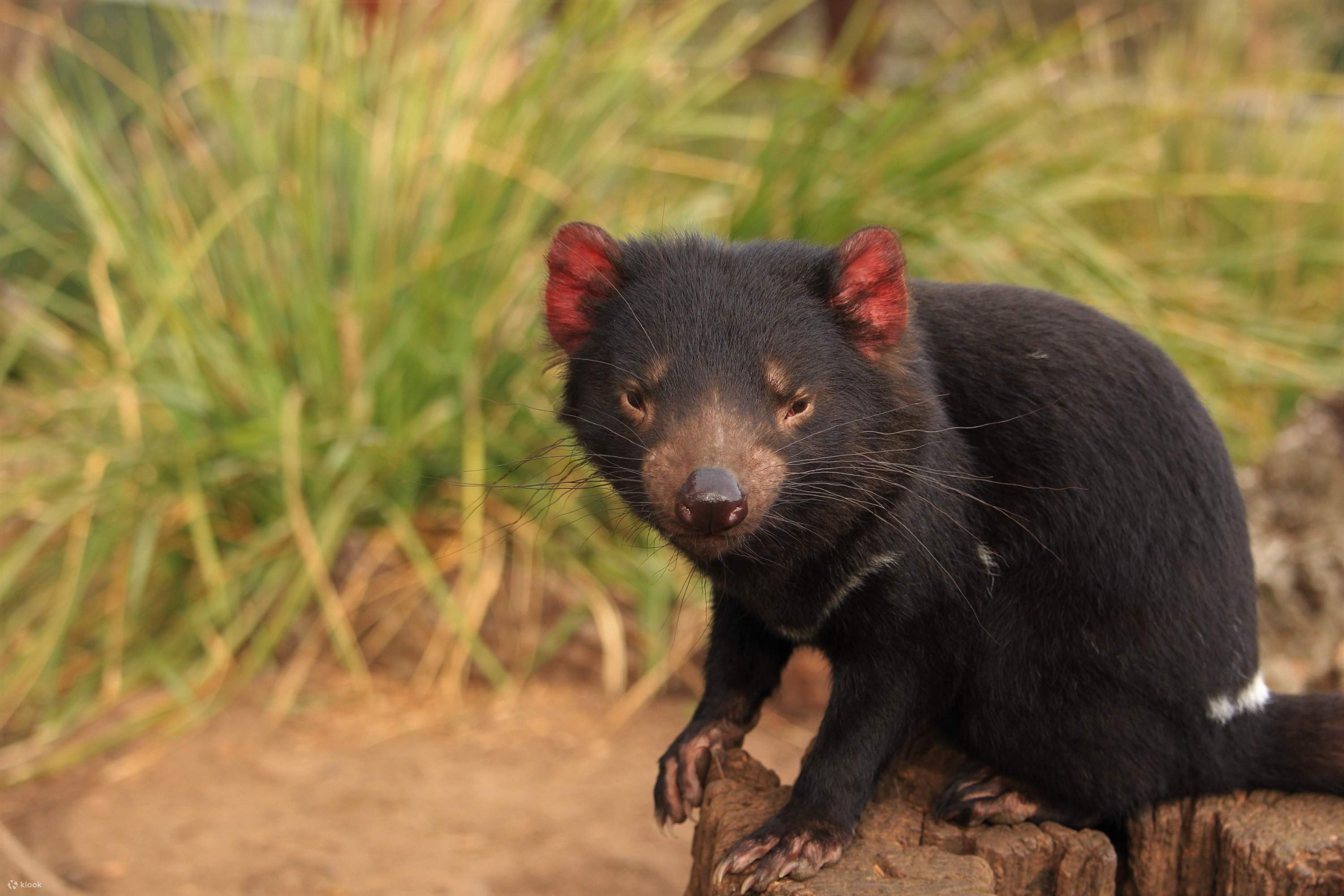 ボノロング野生生物保護区の一般入場料とオプションの動物との